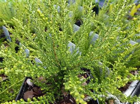 Calluna Vulgaris Hammondii Aureifolia 1 Litre Pot