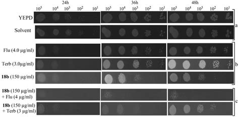 Spot Assays For Effect Of Compound B Alone And In Combination With