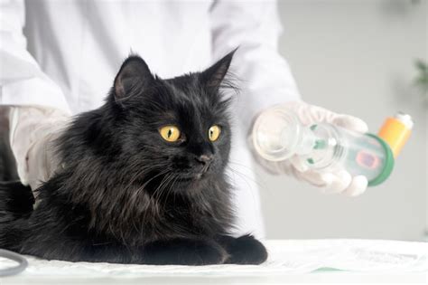 Premium Photo | Treating a cat for asthma with an inhaler.