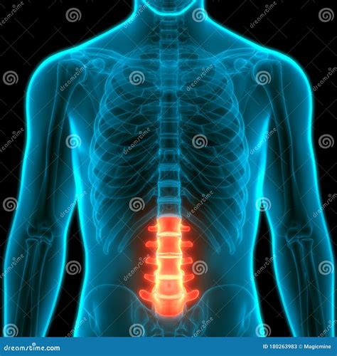 Wervelkolom Lumbale Wervelkolom Anatomie Van Het Menselijk