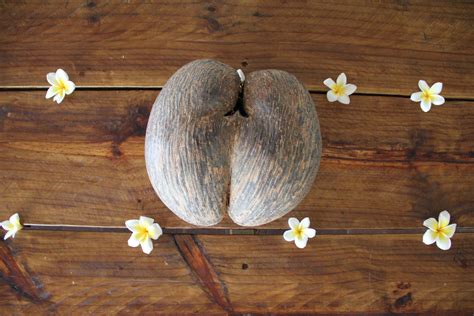 Free Images Wood Flower Food Produce Lighting Coconut Carving