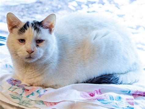 Frankie Sad Eyes 13 Year Old Cat Given Up To Shelter Breaks Hearts