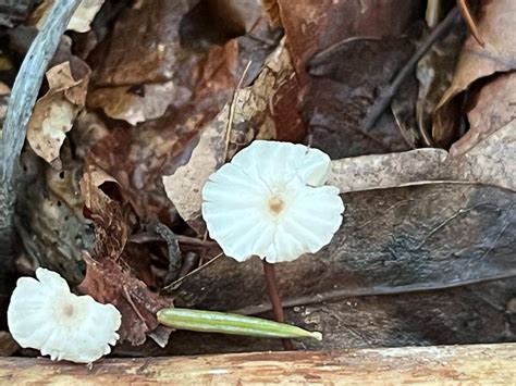 Marasmius Bulliardii The Ultimate Mushroom Guide