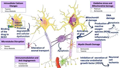 Figure From Prevention Of Chemotherapy Induced Peripheral Neuropathy