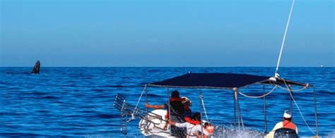 Los Cabos Osservazione Delle Balene In Barca Con Fondo Di Vetro