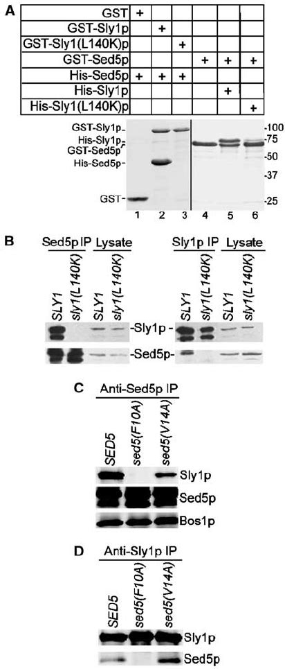Sly1 L140K P Unable To Bind Sed5p Or Sed5 F10A P Abolishing Sly1p