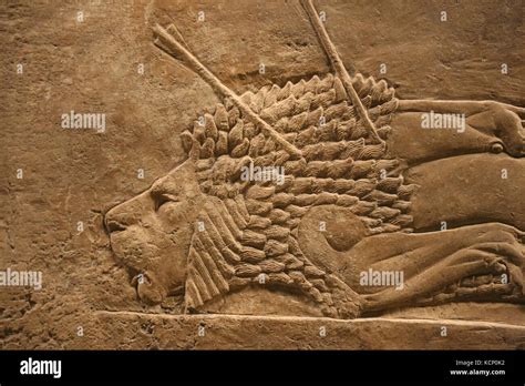 Hunting Mesopotamia Lion Relief Neo Assyrians Palace Nineveh Irak