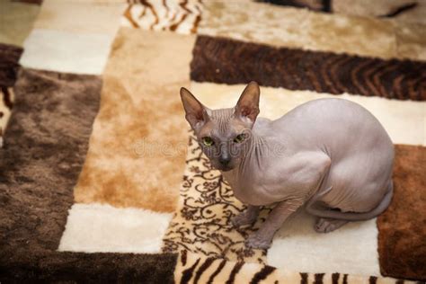 Naked Cat Stock Photo Image Of Whisker Looking Domestic 47851160