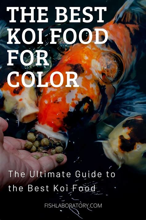 Choosing The Perfect Koi Food