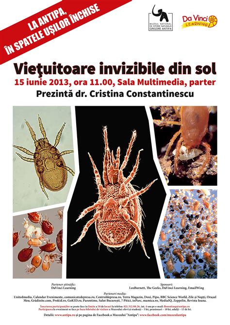 vietuitoare invizibile din sol la antipa