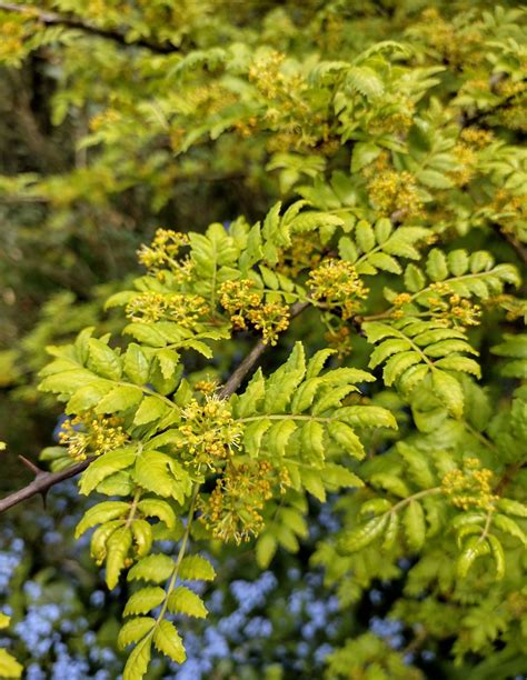 Zanthoxylum piperitum - Trees and Shrubs Online