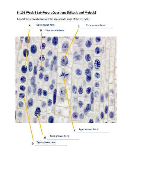 Cell Cycle Division Mitosis Beads Diagram Wiring Site Resource