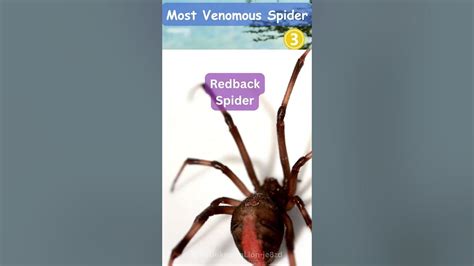 Top 5 Most Venomous Spiders In The World Youtube