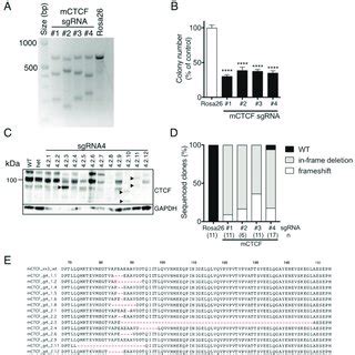 The Molecular Genetic Landscape Of CTCF Altered Endometrial Cancers