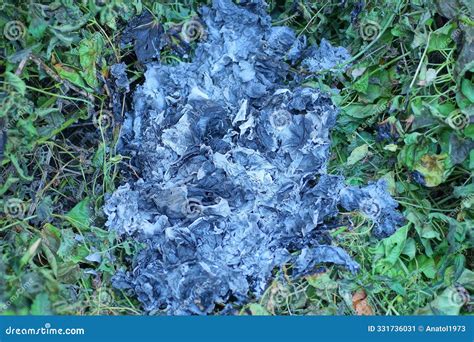 Black Gray Ashes Of An Extinct Fire In The Green Grass Stock Image