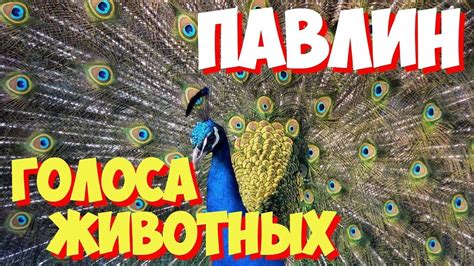 Звук павлина, щебетание павлина, голос павлина, крик павлина. Звуки ...