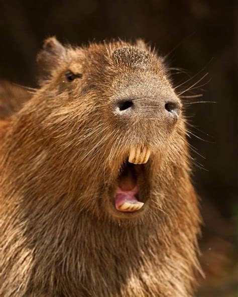 Pin by Ana Tuyama on Capivarineas in 2024 | Capybara, Animals, Animal ...