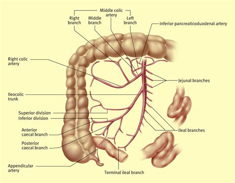 Anatomy Of The Small Intestine Jejunum And Ileum Surgery Oxford