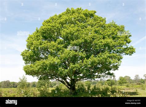 English Oak Tree, Quercus robur, Hothfield Heathlands, Kent UK, Kent Wildlife Trust, view ...