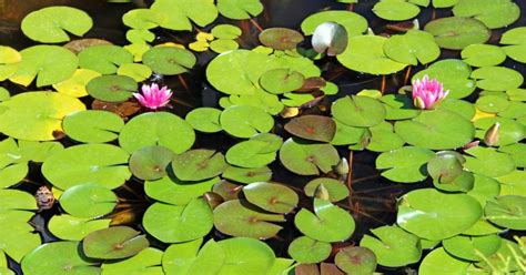 Fishing Lily Pads How To Catch Big Bass In The Pads