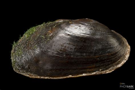 Photo Ark Home Recovery Pearly Mussel National Geographic Society