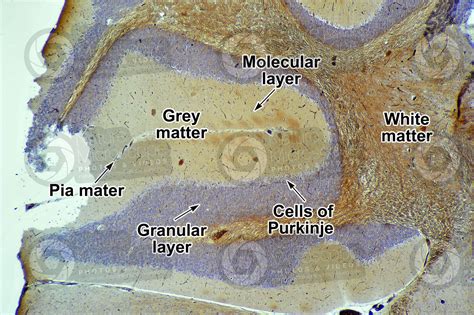 Rabbit Cerebellum Sagittal Section 64X Rabbit Mammals Nervous