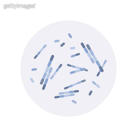 Bacillus Cereus Subtilis Anthracis Pathogen Rod Shaped Gram