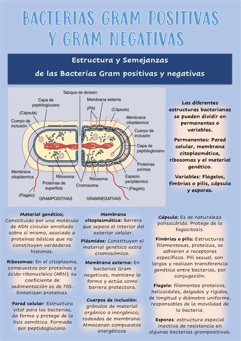 Infografía De Pared Celular En Bacterias Gram Positivas Y Gram