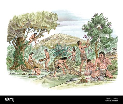 Palaeolithic food gathering. Artwork of humans gathering, scavenging ...