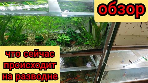ОбзорАквариумов 24.02.24 aquarium review - YouTube