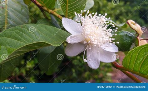 The English Word For Guava Is Guava Scientific Name Psidium Guajava