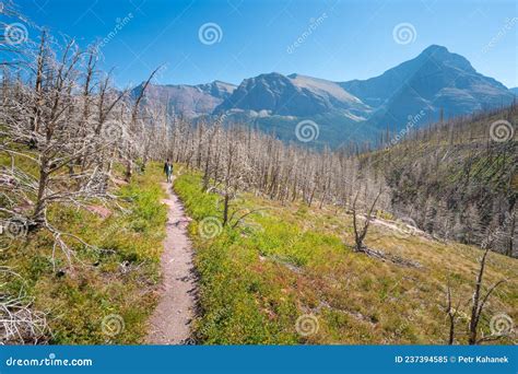 Siyeh Pass Hiking Trail Leading Through Forest Burned By Wildfires In