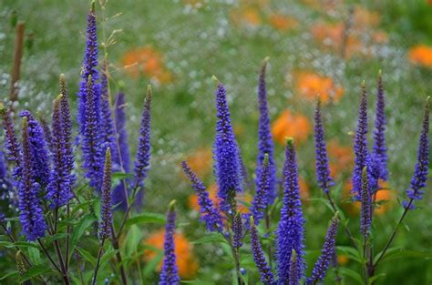 Romantic Purple Flowers Free Image Download