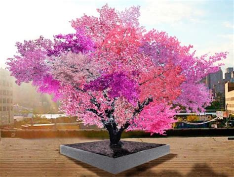 This Amazing Tree Grows 40 Different Kinds Of Fruit