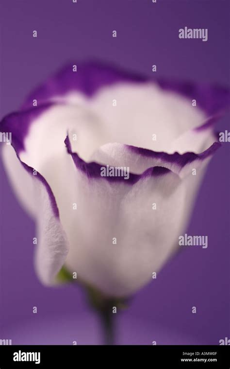 eustoma lisianthus Stock Photo - Alamy