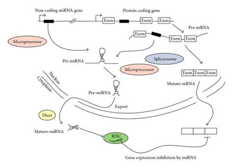 The Canonical Mirna Biogenesis Pathway And Its Affect On Gene