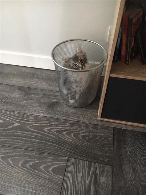 Discover more like Mainecoons: New place to chill. and Related Content