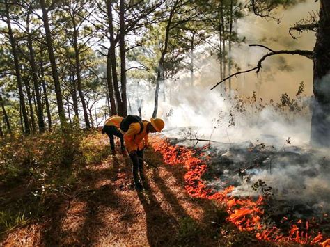 Combaten Incendio En Selva De Oaxaca Desde Hace 48 Horas El Siglo De Torreón