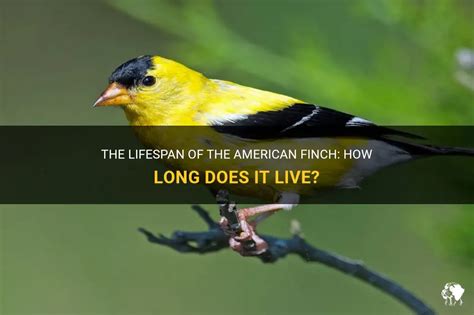 The Lifespan Of The American Finch: How Long Does It Live? | PetShun