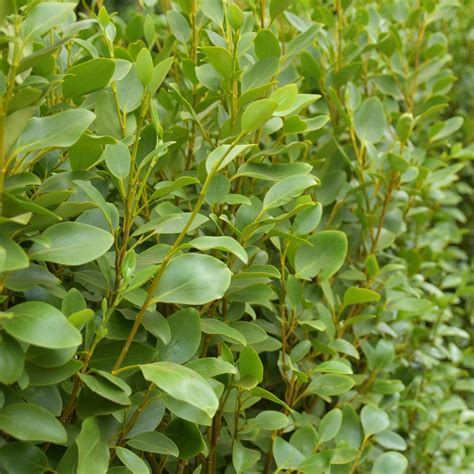 Griselinia Littoralis The Nunhead Gardener