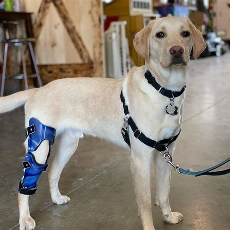 DIY Dog Knee Braces: Why They Shouldn't Be Done at Home – Bionic Pets