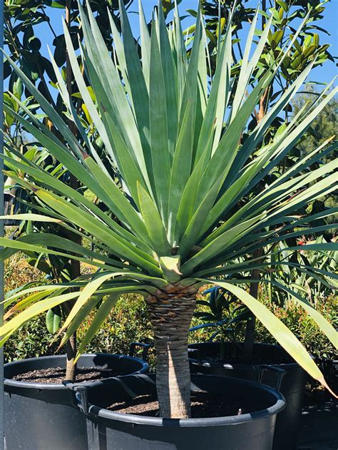 Grasses And Structural Plants — Amazon Plant Growers