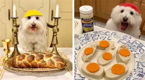 An afternoon with Shayna Maydele, possibly the most Jewish dog in New ...