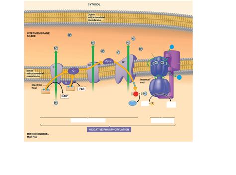 Oxidative Phosphorylation Diagram | Quizlet