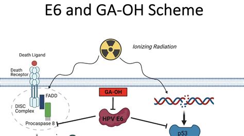 Promising New Compound GA-OH Unlocks Resistance to HPV-Caused Cancer Cells