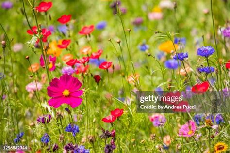 Chiswick London Photos and Premium High Res Pictures - Getty Images