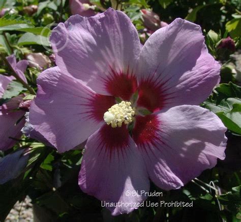 Rose Of Sharon Hibiscus Syriacus Minerva In The Roses Of Sharon