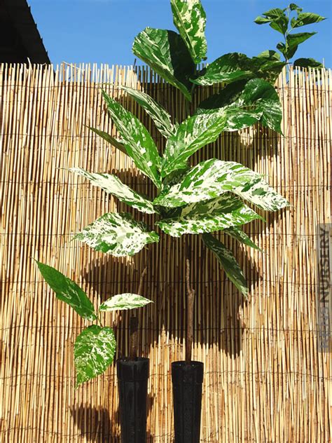 Rarely Offered Clown Fig Tree Ficus Aspera – Kens-Nursery