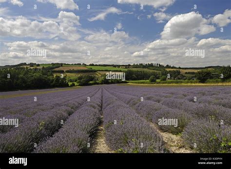 Lavender Field Castle Farm Shoreham Kent England Stock Photo Alamy