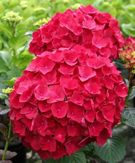 Red Mophead Hydrangea Beautiful Flowers Beautiful Hydrangeas